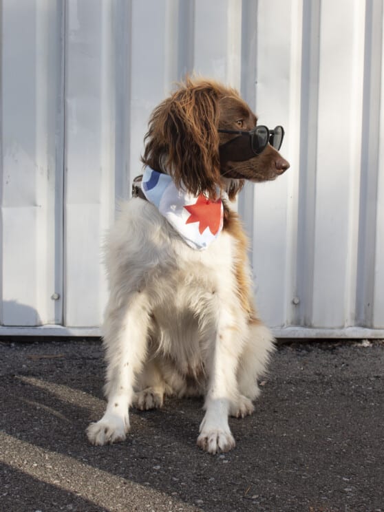 dog wearing sunglasses and a bandana