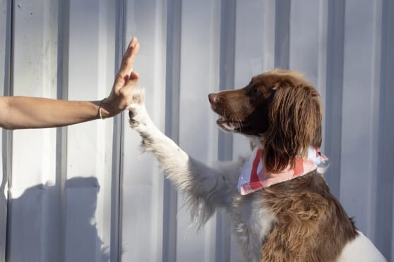 a dog high fives a human - good boy!