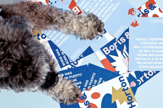 Boris & Horton brand post cards with a cute dog